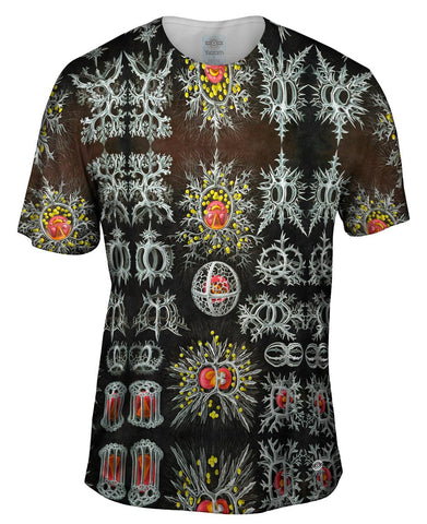 Ernst Haeckel - "Haeckel Stephoidea" (1904)