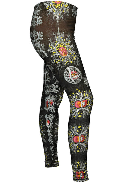 Ernst Haeckel - "Haeckel Stephoidea" (1904) Womens Leggings