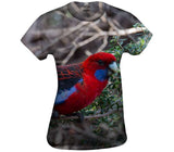 Crimson Rosella