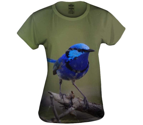 Splendid Fairy Wren