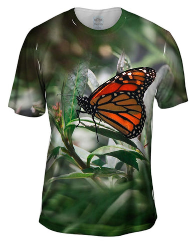 Mono Butterfly