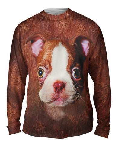 Boston Terrier Face