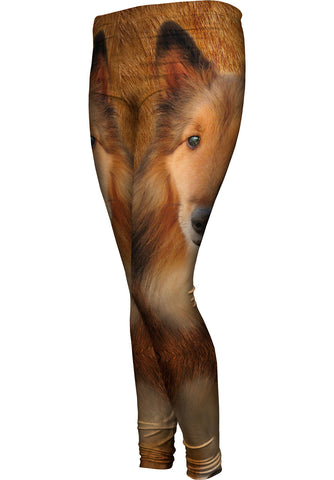 Adorable Collie Face