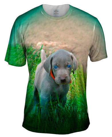 Blue Eye Puppy