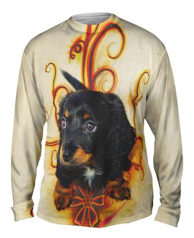 Longhair Dachshund Puppy