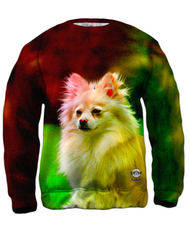 Pomeranian Puppy