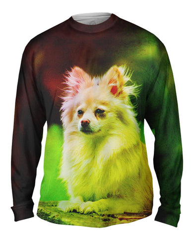 Pomeranian Puppy