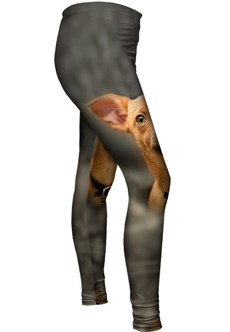 Chihuahua Smoke Puppy