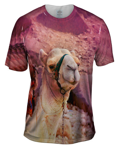 Arabian Camel