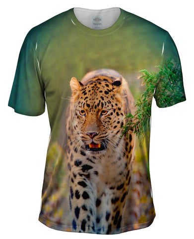 Amur Leopard Jungle