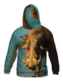 Warthog Stare