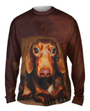 Dachshund Cuteness