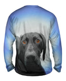 German Shorthaired Pointer Dog