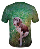 German Shorthaired Pointer Look