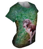 German Shorthaired Pointer Look