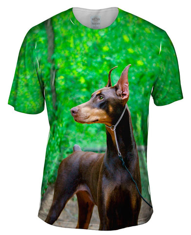 Doberman Pinscher Perfection