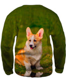 Pembroke Welsh Corgi Puppy
