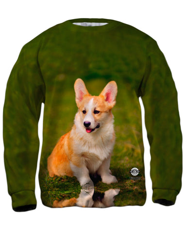 Pembroke Welsh Corgi Puppy
