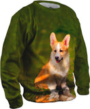 Pembroke Welsh Corgi Puppy