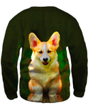 Pembroke Welsh Corgi Dog