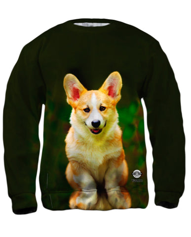 Pembroke Welsh Corgi Dog