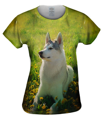 Siberian Husky Fields