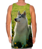 Siberian Husky Fields