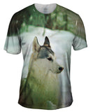 Siberian Husky Snow