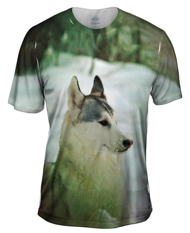 Siberian Husky Snow