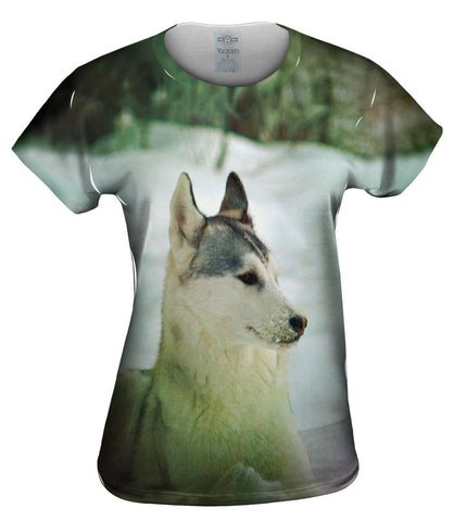 Siberian Husky Snow
