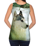 Siberian Husky Snow