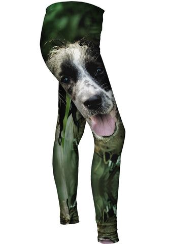 Wet Cavalier King Charles Spaniel