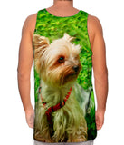 Yorkshire Terrier Moss