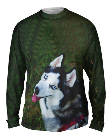 Blue Husky