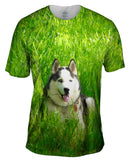 Warm Sunshine Husky