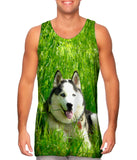 Warm Sunshine Husky