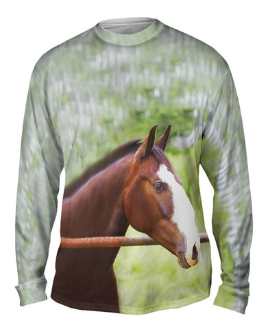 Horse At Rest