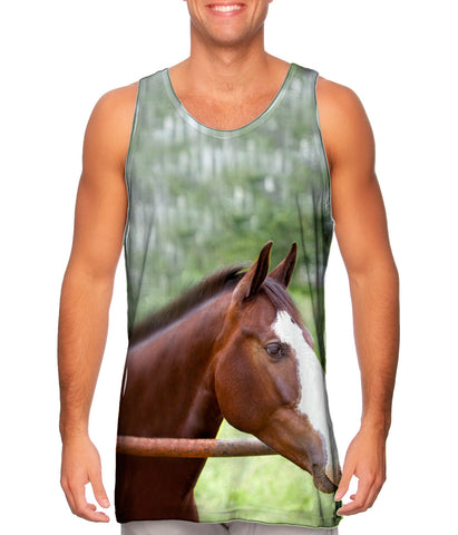 Horse At Rest