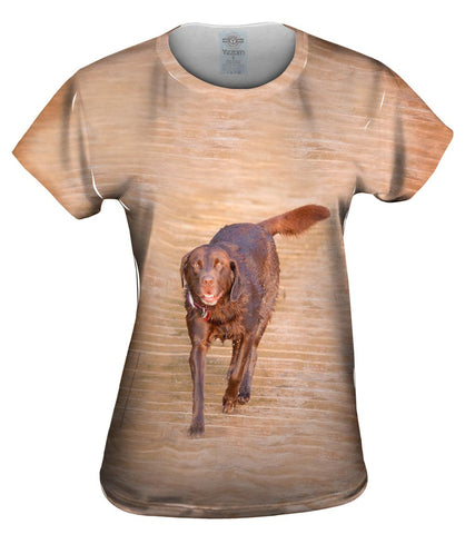 Chocolate Lab Boardwalk Stroll