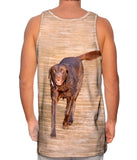 Chocolate Lab Boardwalk Stroll