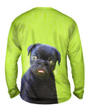 Dark Baby Pug