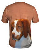 Red Spaniel