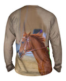 Galloping Paso Fino