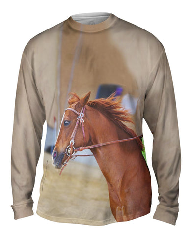Galloping Paso Fino
