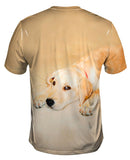 Golden Lab Cooling Off