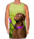 Obedient Chocolate Lab