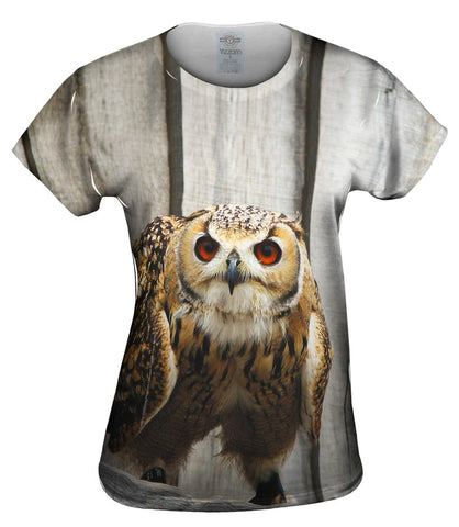 Ready Owl