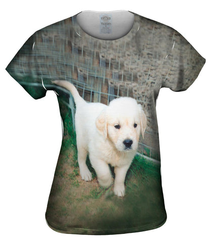 Golden Lab Puppy Toro