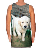 Golden Lab Puppy Toro