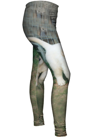 Golden Lab Puppy Toro